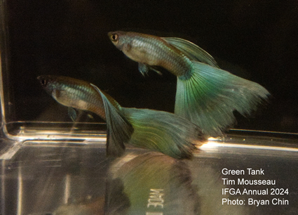 guppy green